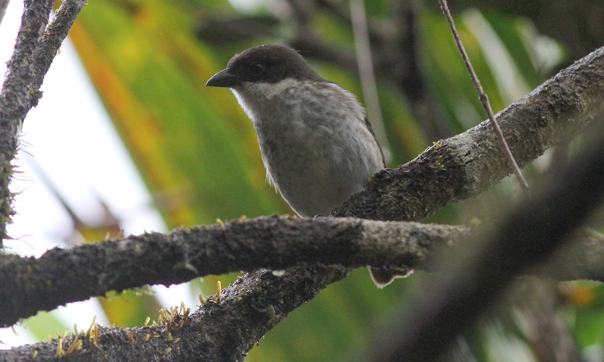 Puerto Rican Tanager - ML619839869