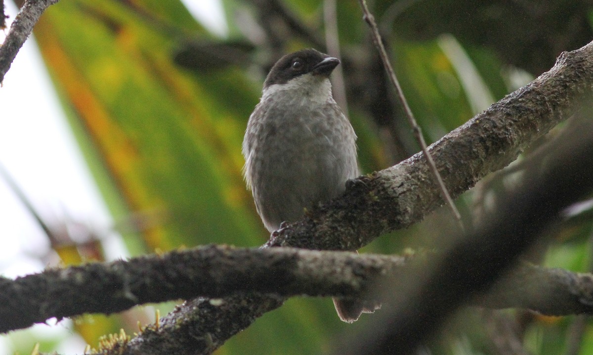 Puerto Rican Tanager - ML619839870