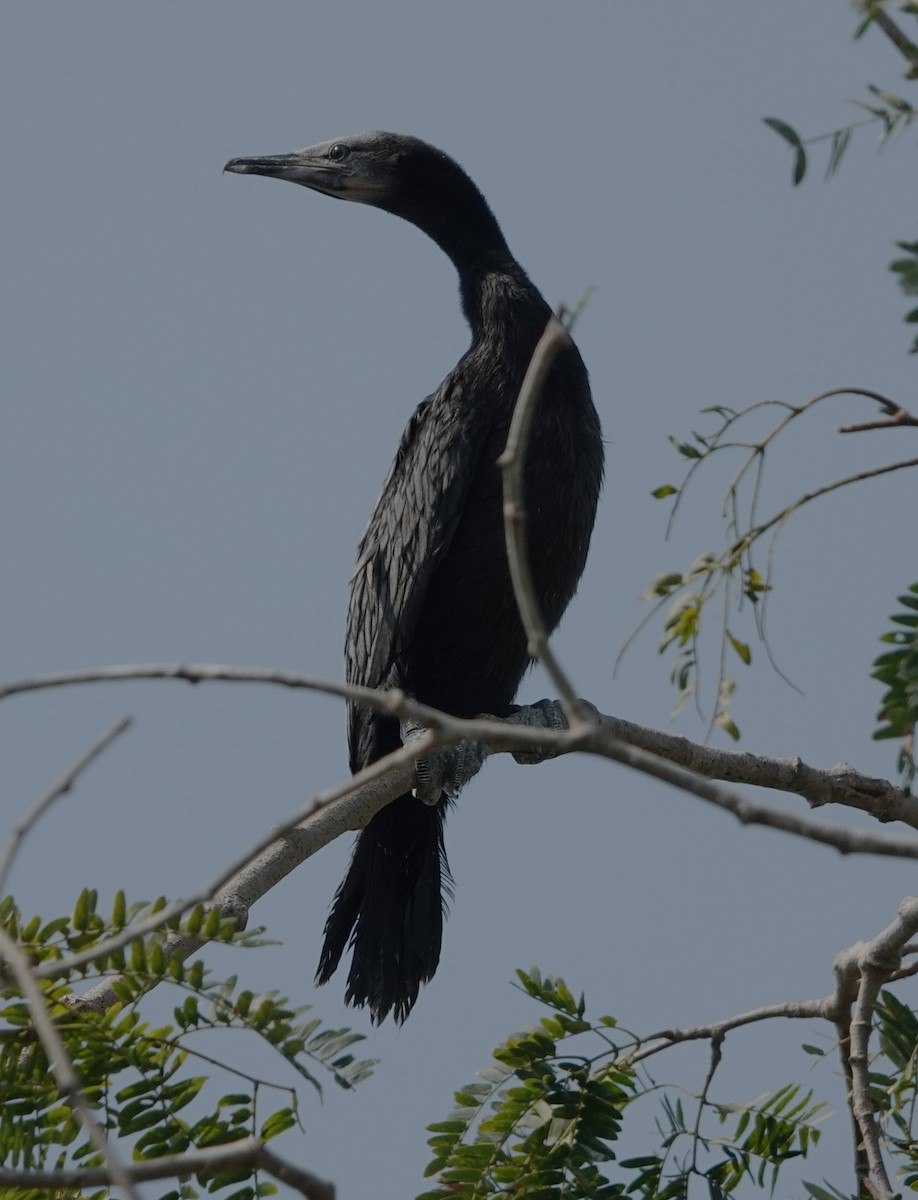 Indian Cormorant - ML619839939