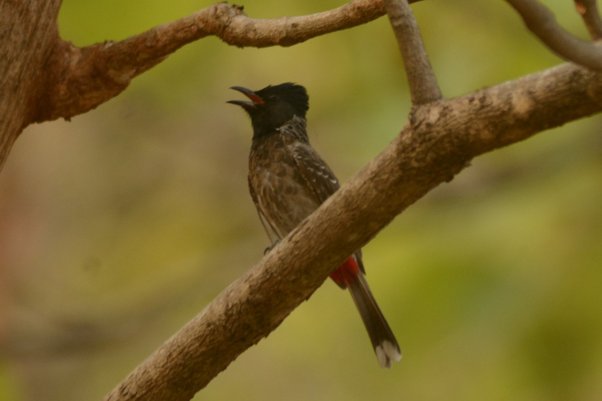 Red-vented Bulbul - ML619839974