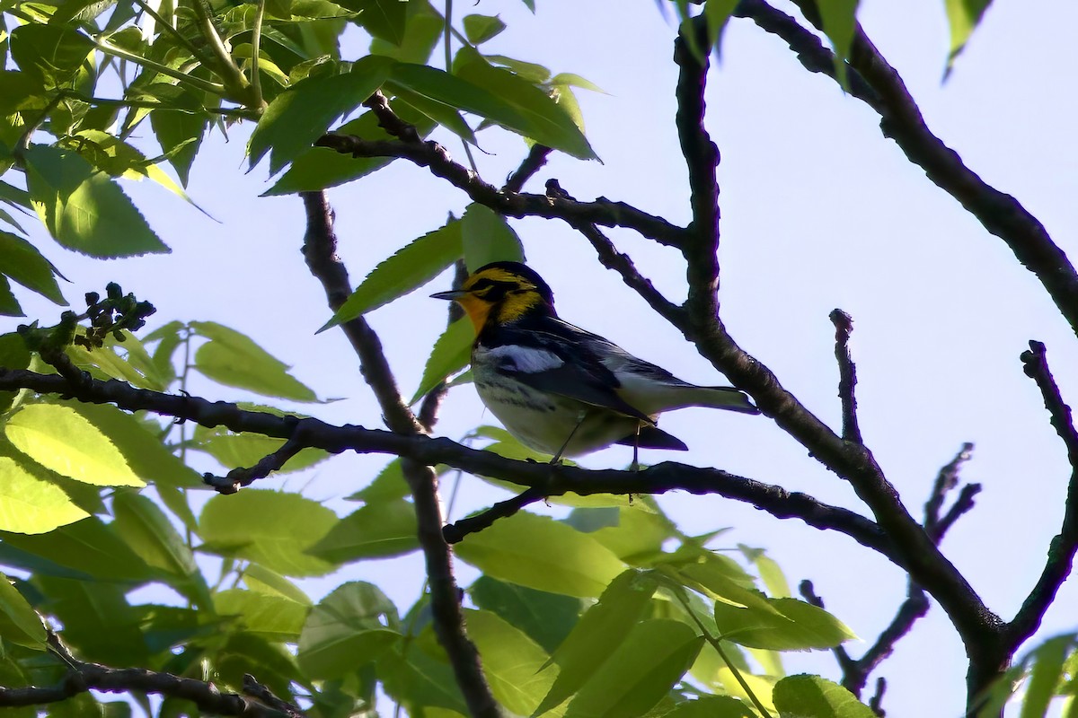 Blackburnian Warbler - ML619839978