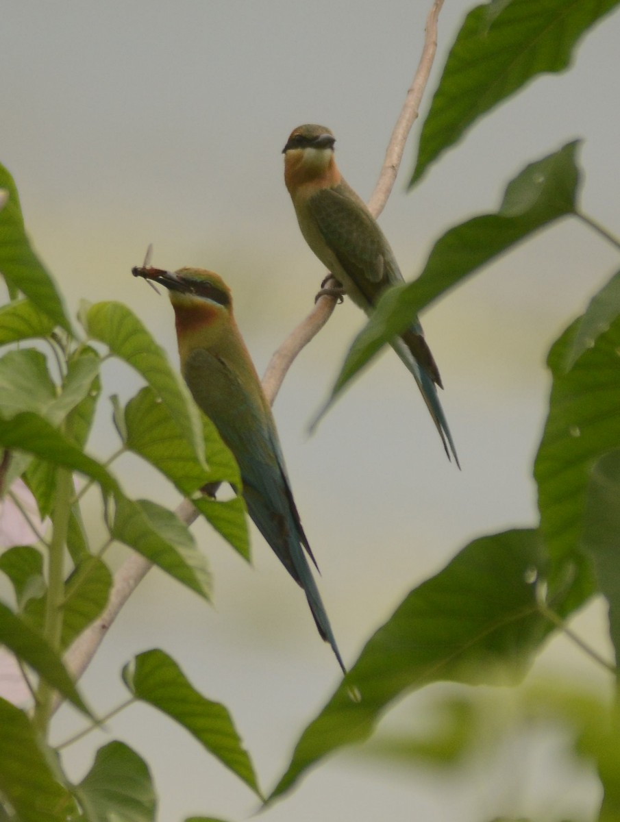 Blue-tailed Bee-eater - ML619839992