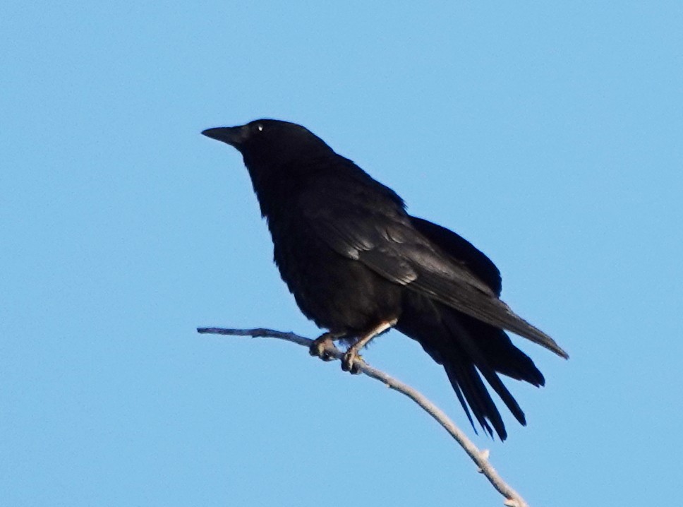 American Crow - ML619840016