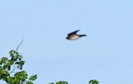 Northern Rough-winged Swallow - ML619840020