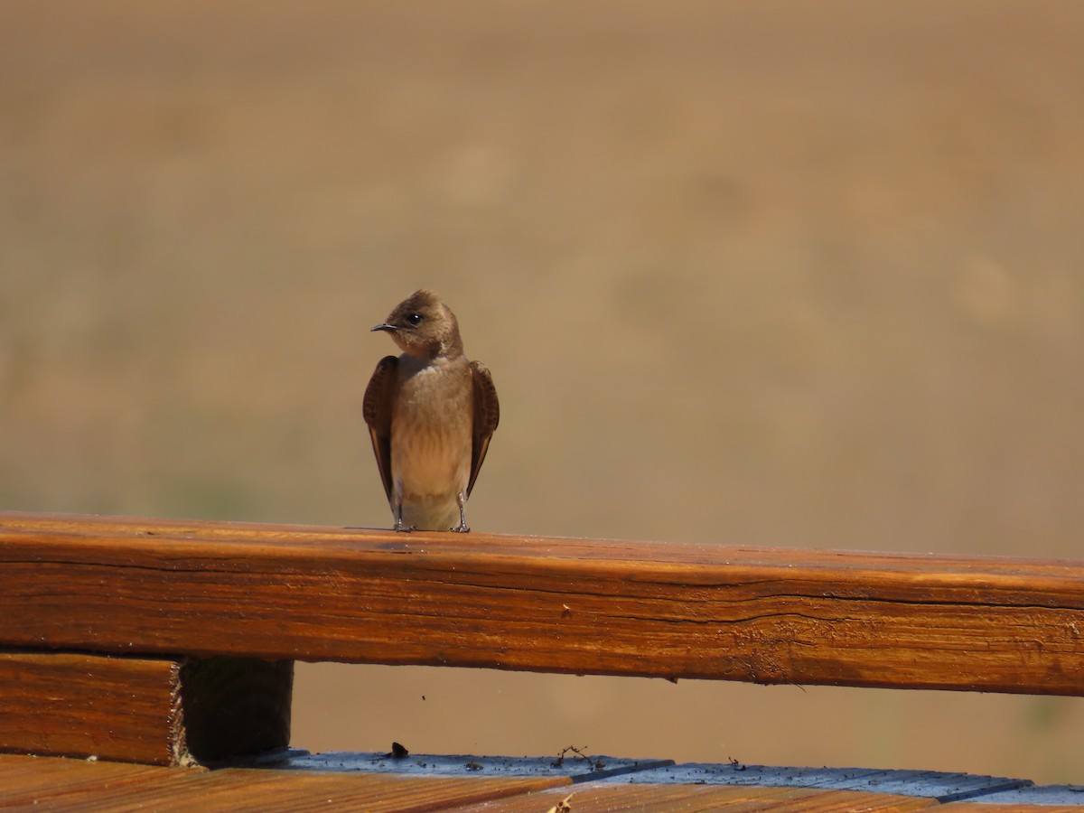 Northern Rough-winged Swallow - ML619840033