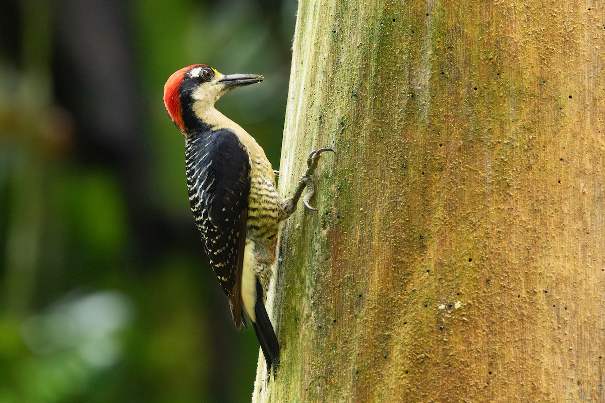 Black-cheeked Woodpecker - ML619840035