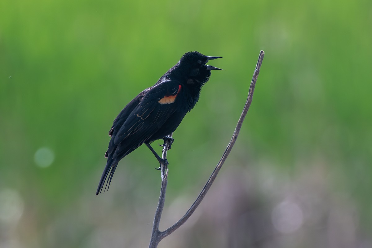 Red-winged Blackbird - ML619840037