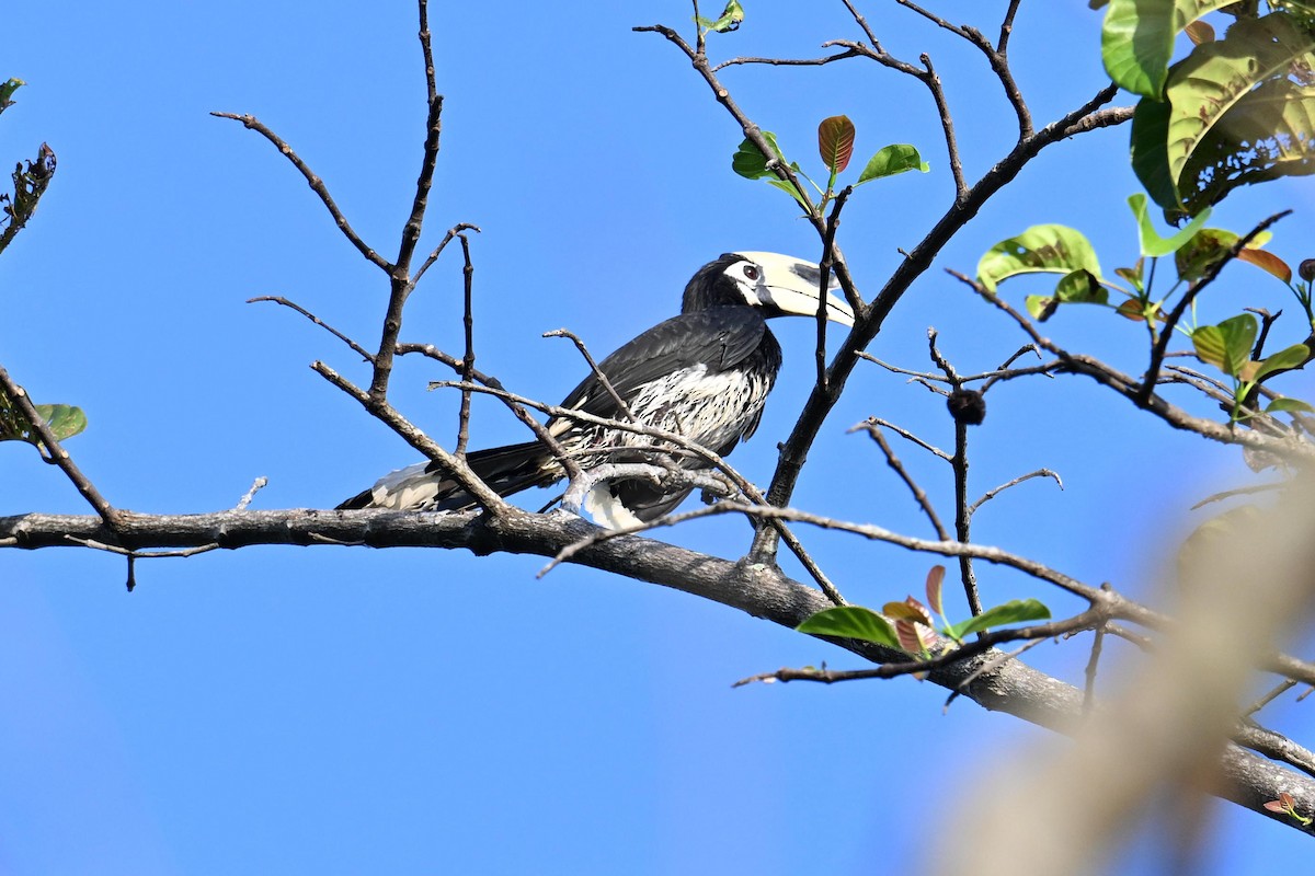 Oriental Pied-Hornbill - ML619840038