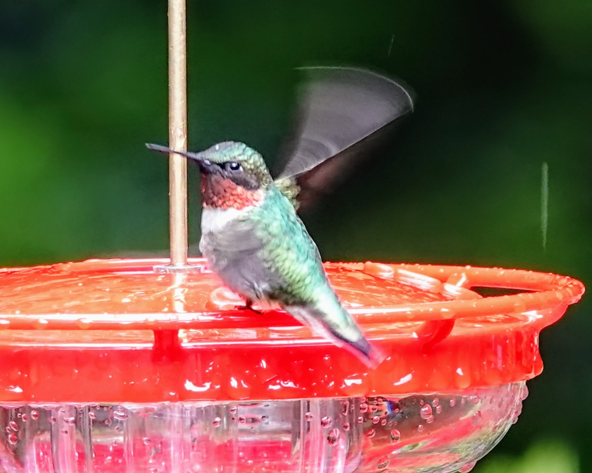 Ruby-throated Hummingbird - ML619840044