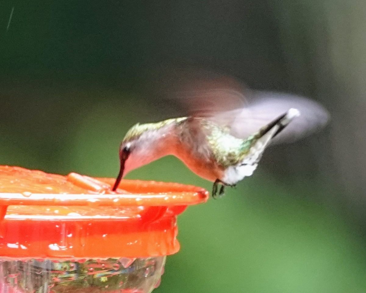 Ruby-throated Hummingbird - ML619840045