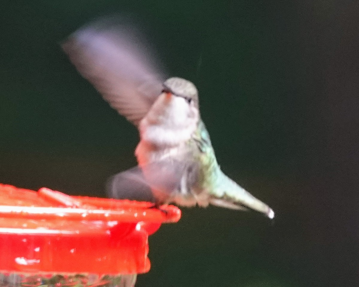 Ruby-throated Hummingbird - ML619840046