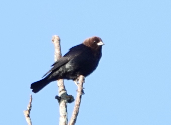 Brown-headed Cowbird - ML619840049