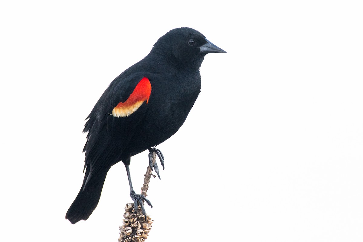 Red-winged Blackbird - ML619840055