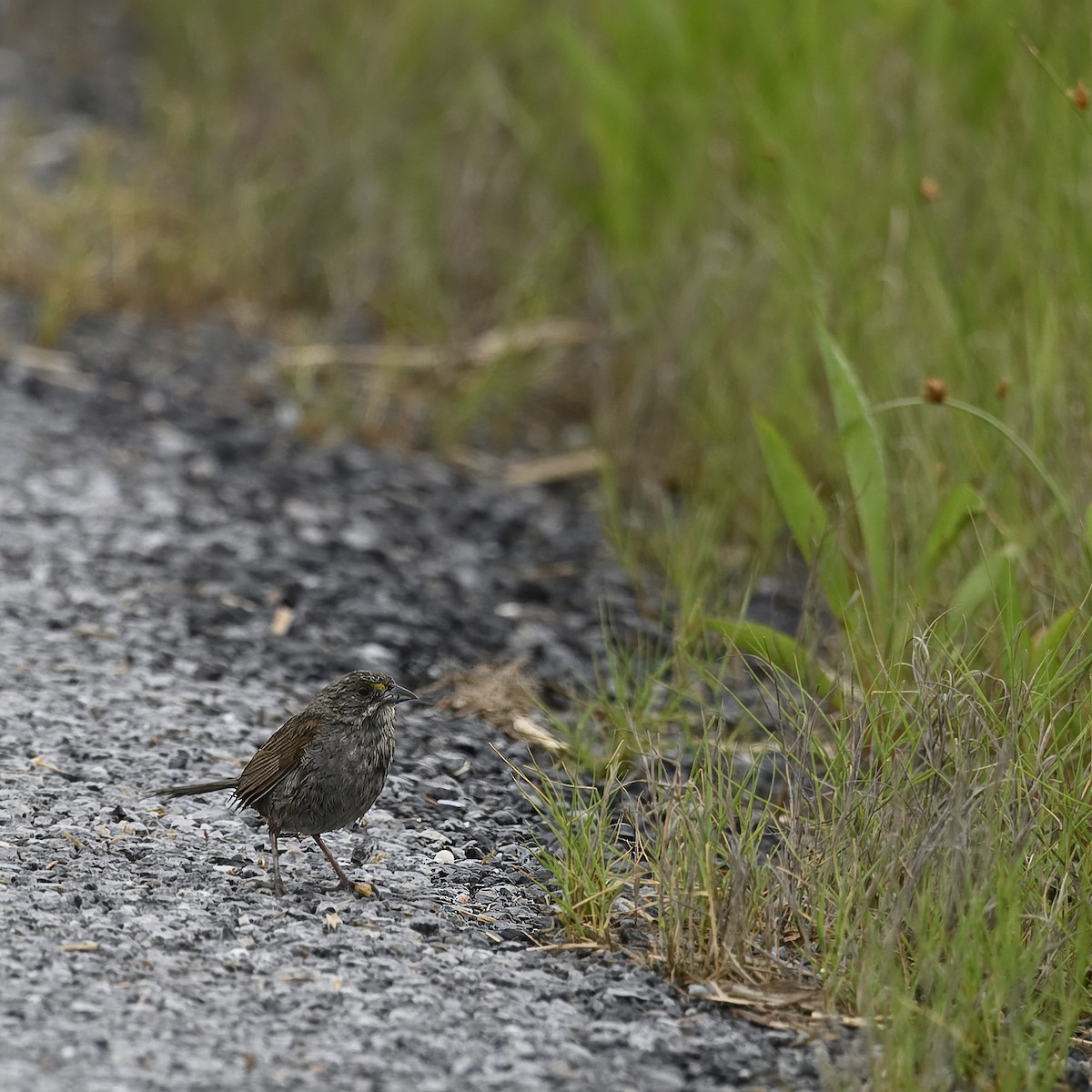 Seaside Sparrow - ML619840085