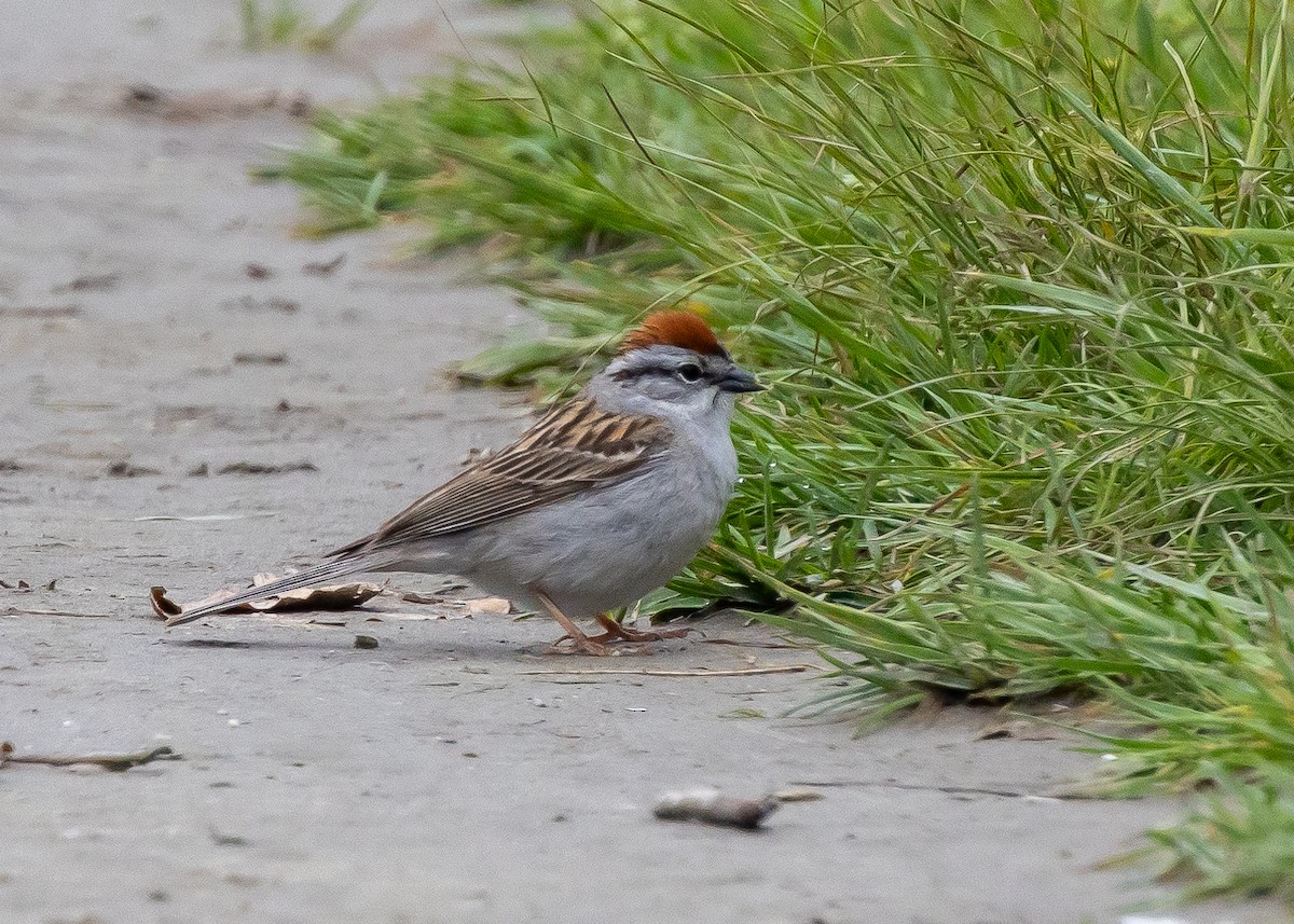 Chipping Sparrow - ML619840086