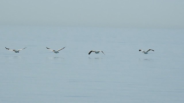 American White Pelican - ML619840105