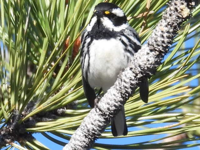 Black-throated Gray Warbler - ML619840126