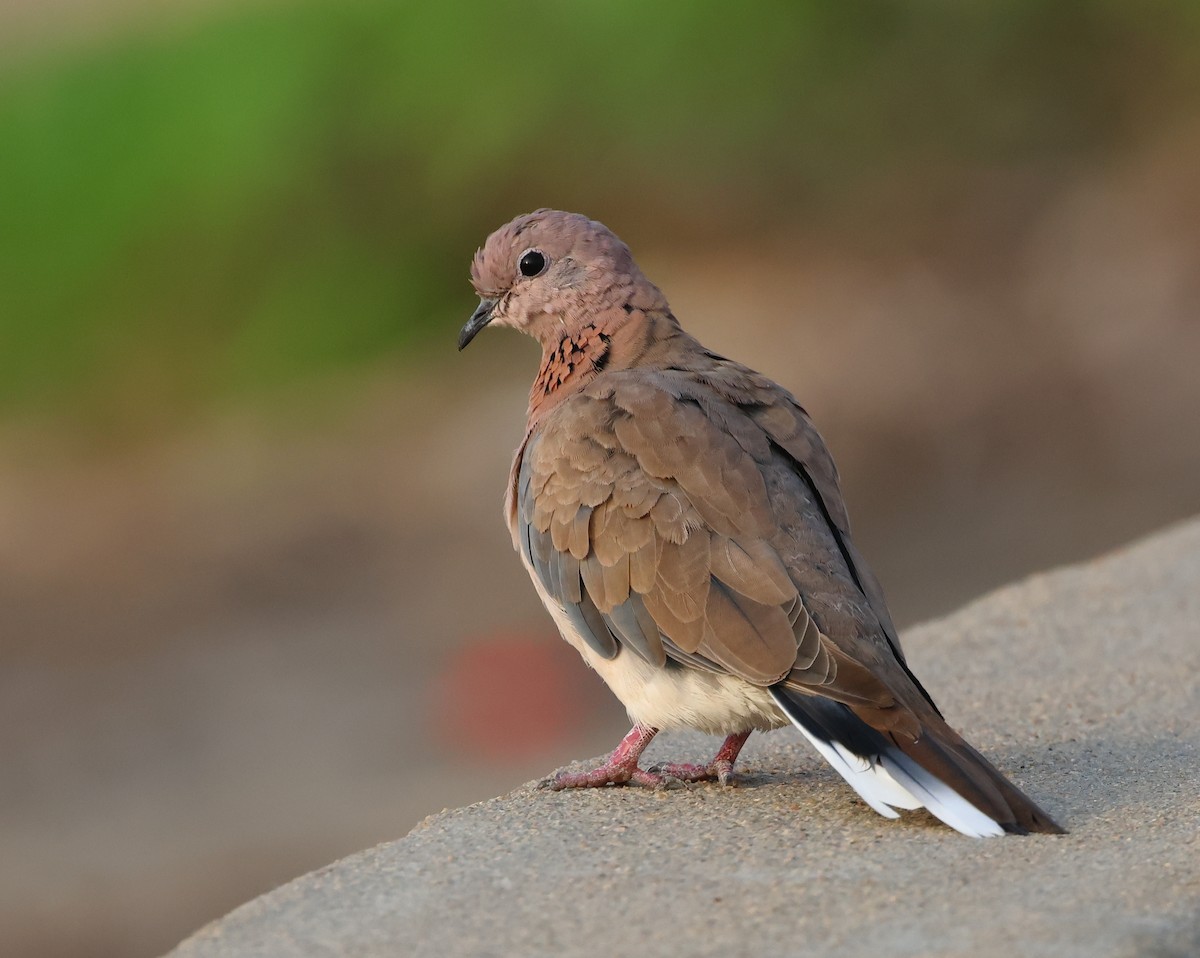 Laughing Dove - ML619840140