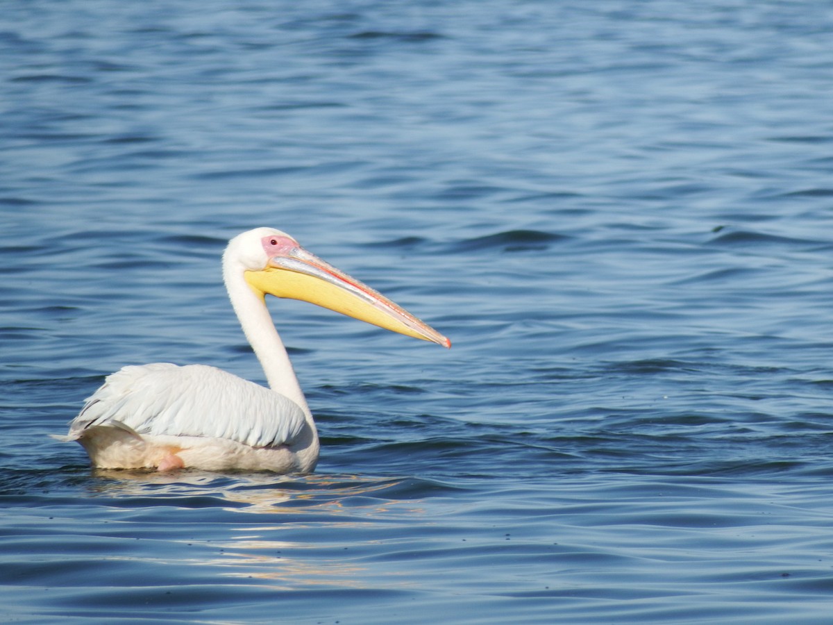 pelikán bílý - ML619840161