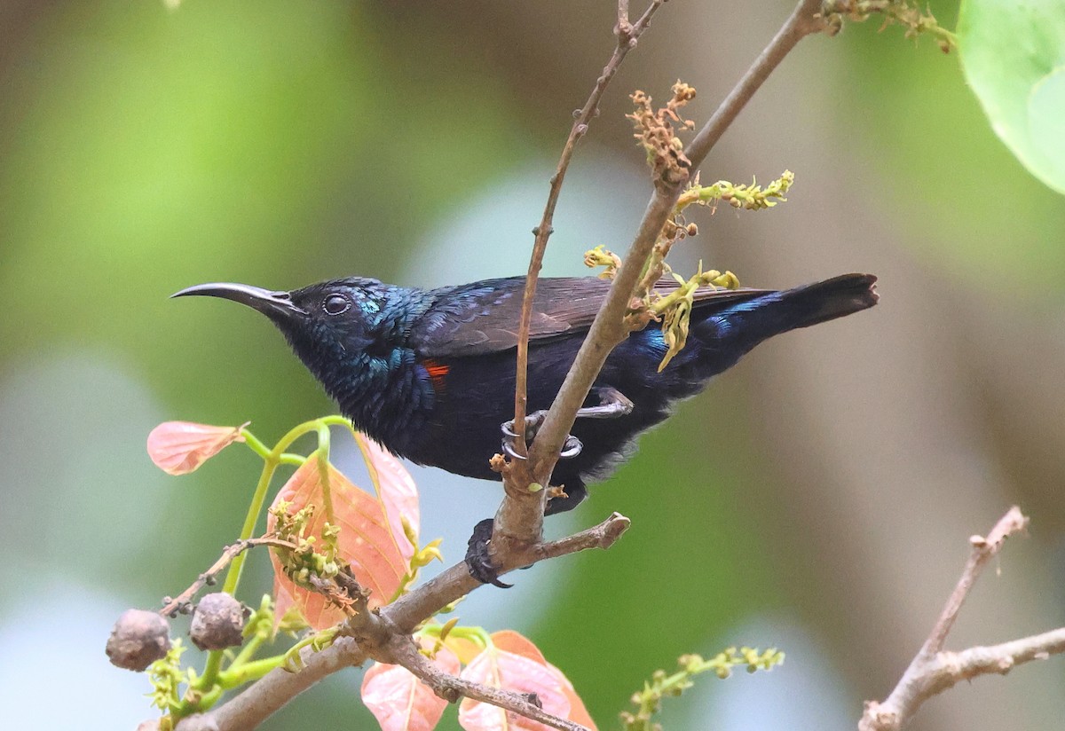 Purple Sunbird - ML619840185