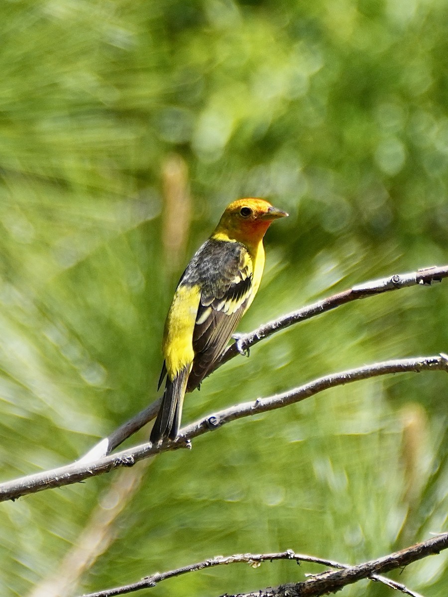 Western Tanager - ML619840217