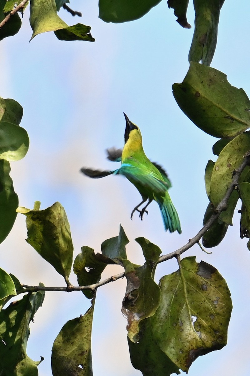 Verdin à ailes bleues - ML619840218