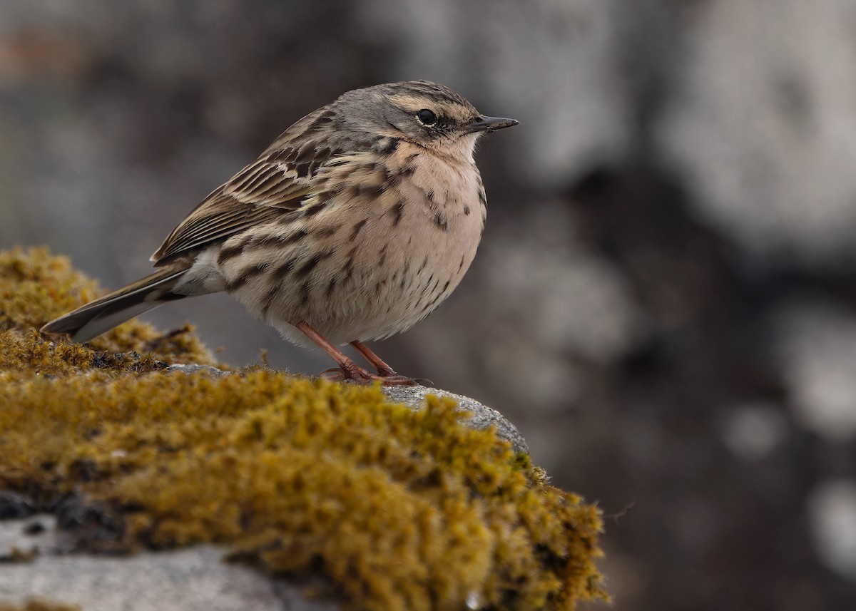 Rosy Pipit - Ayuwat Jearwattanakanok
