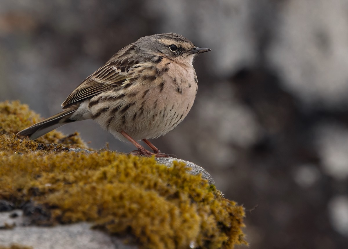 Rosy Pipit - ML619840219