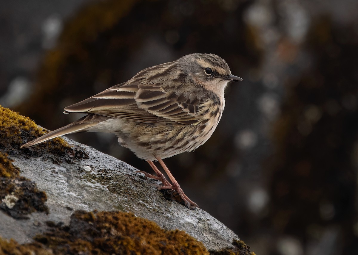 Rosy Pipit - ML619840220
