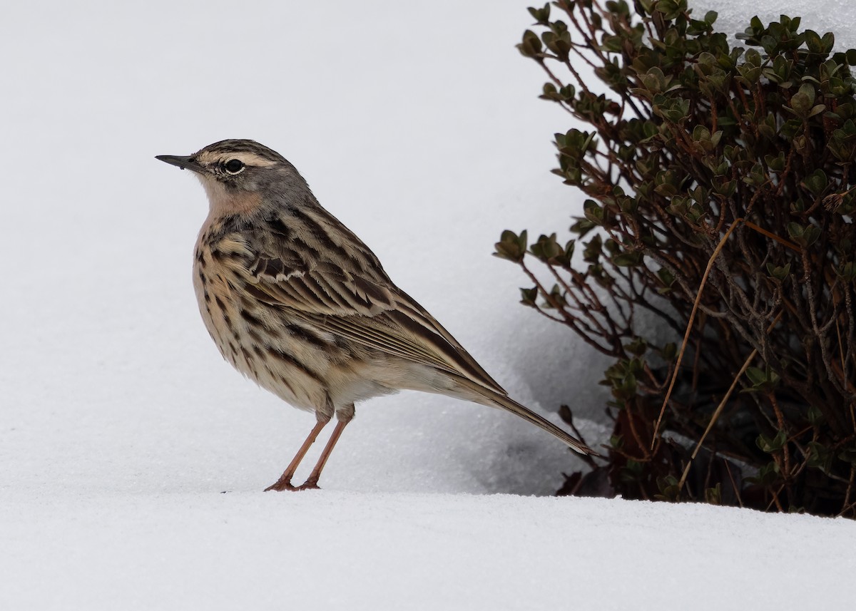 Rosy Pipit - ML619840221