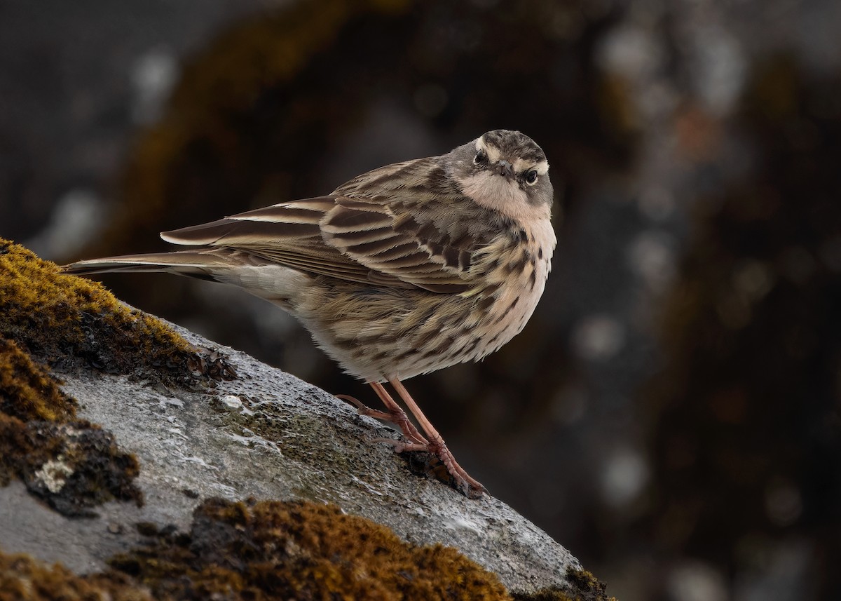 Rosy Pipit - ML619840222