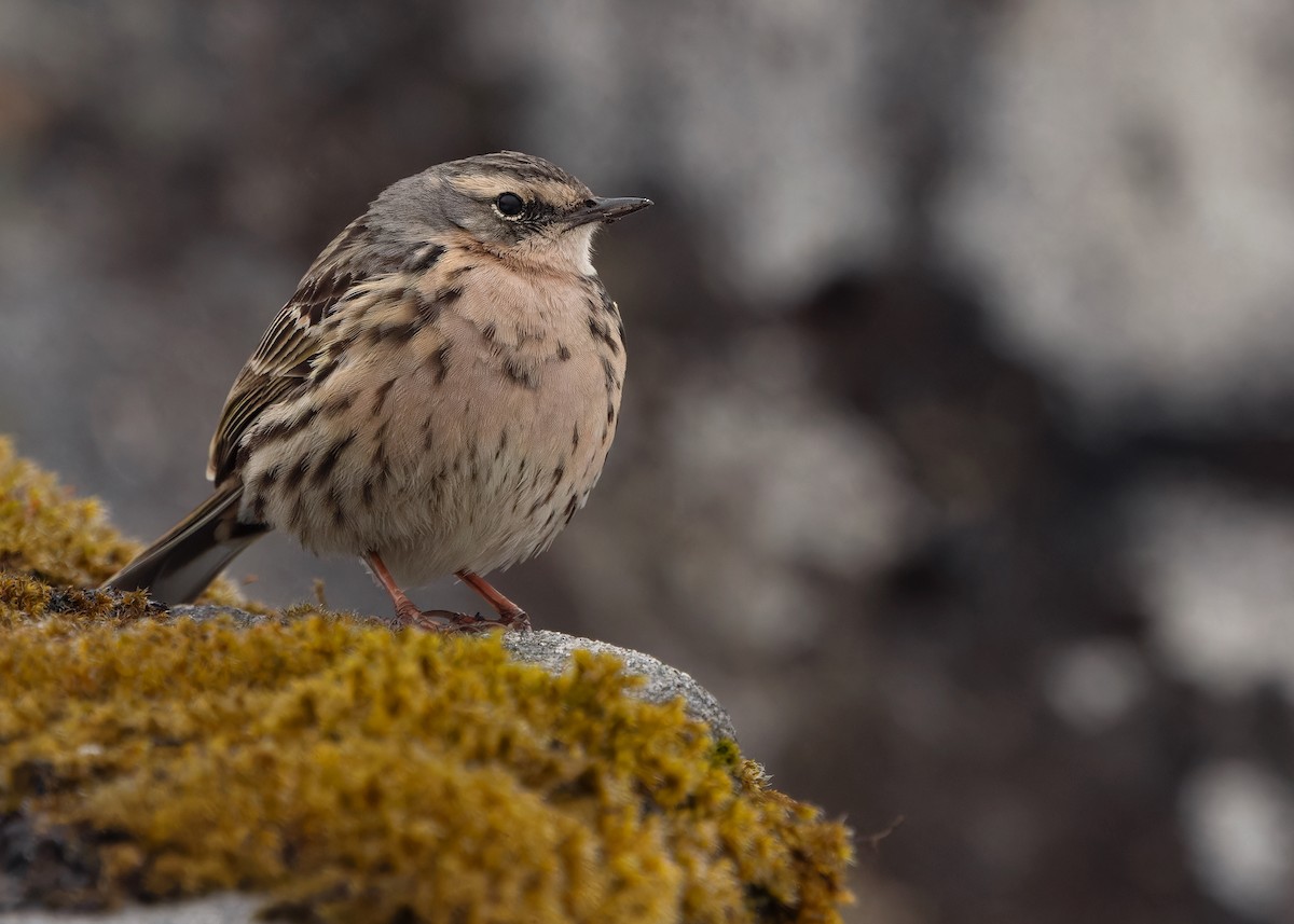 Rosy Pipit - ML619840223