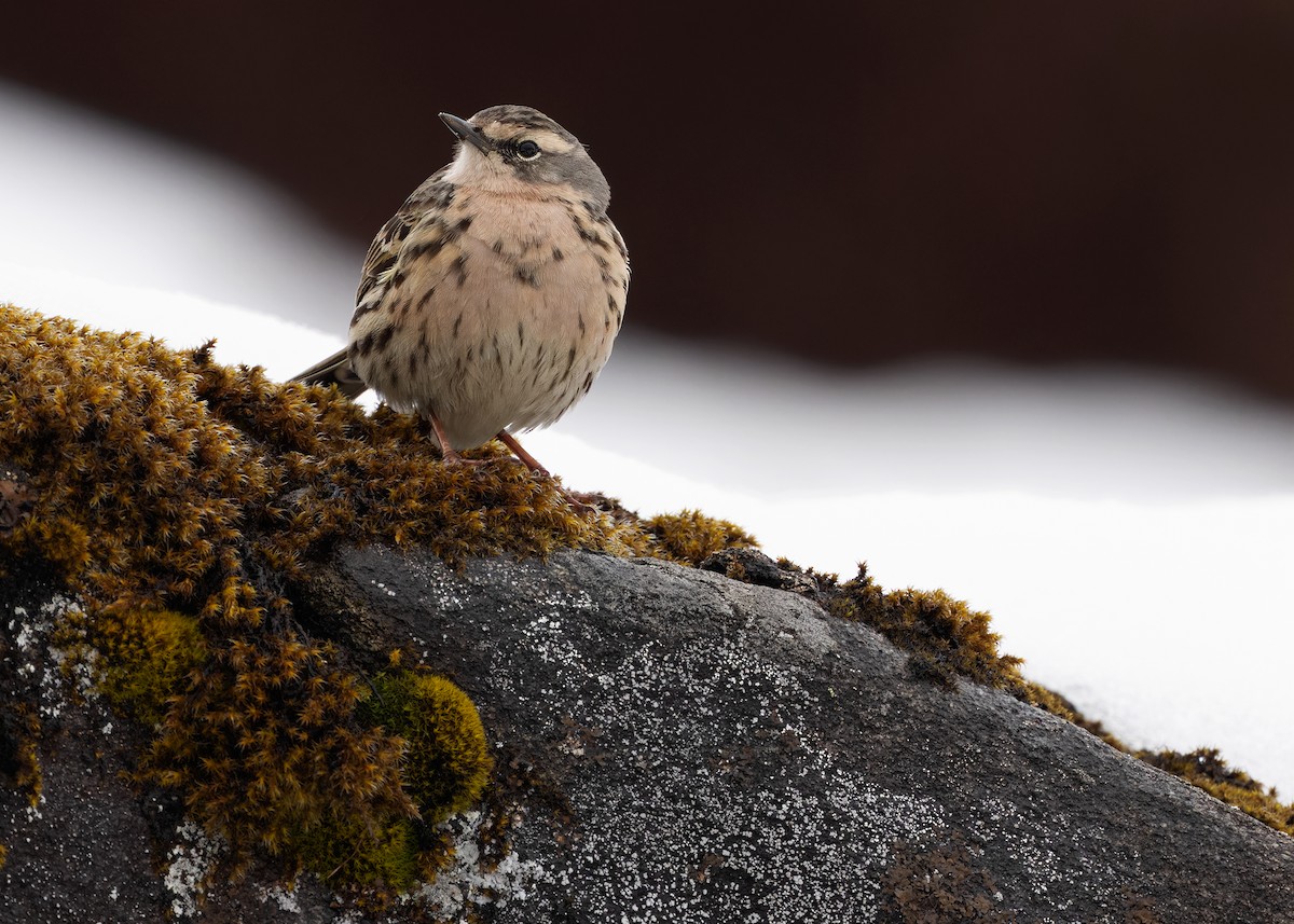 Rosy Pipit - ML619840226