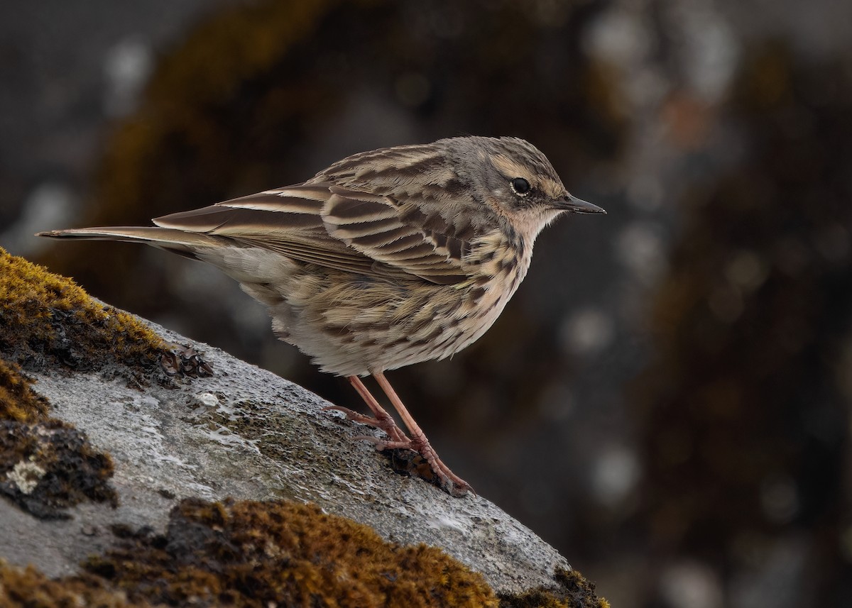 Rosy Pipit - ML619840227
