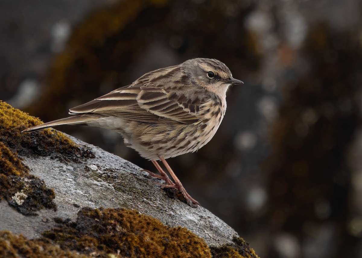 Rosy Pipit - ML619840228