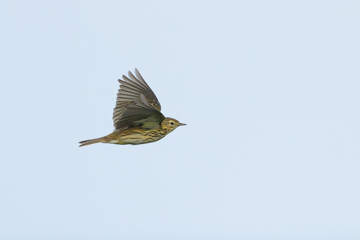 Meadow Pipit - ML619840229