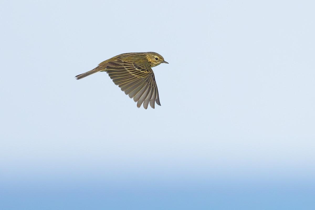 Meadow Pipit - ML619840231