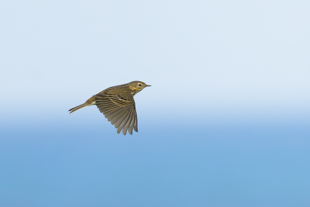 Meadow Pipit - ML619840232