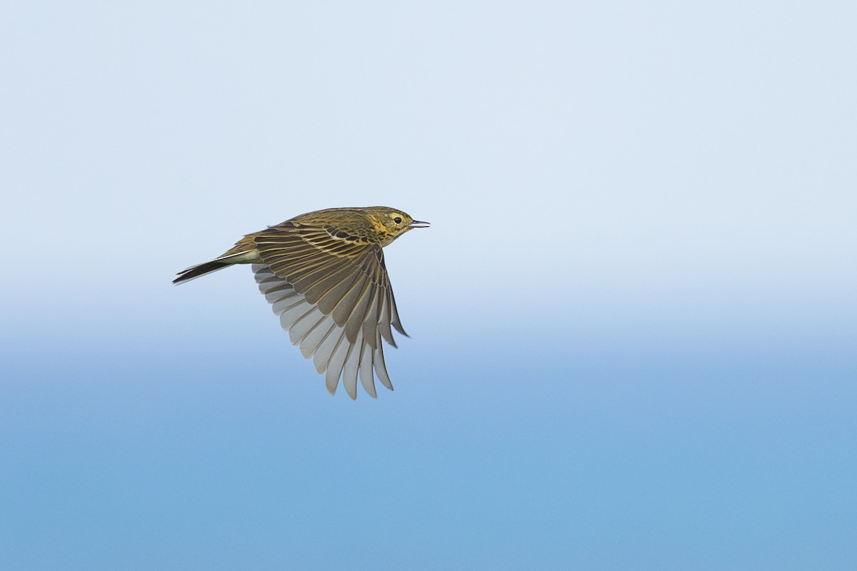 Meadow Pipit - ML619840233