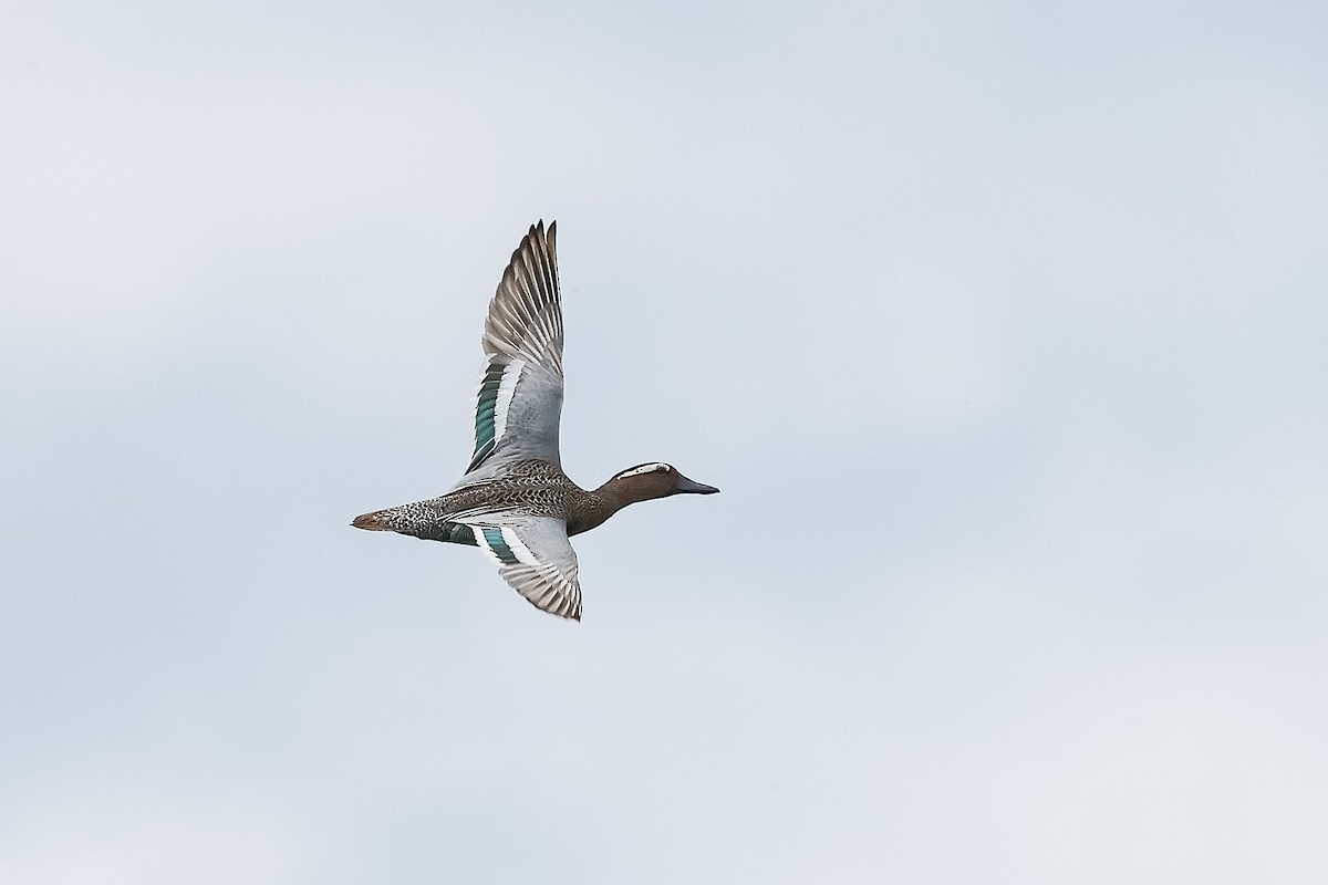 Garganey - ML619840250