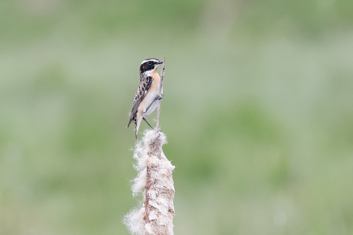 Braunkehlchen - ML619840262