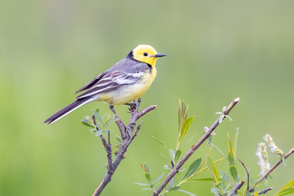 Citrine Wagtail - ML619840266