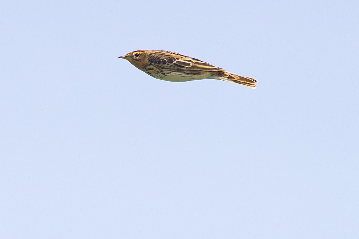Red-throated Pipit - ML619840272