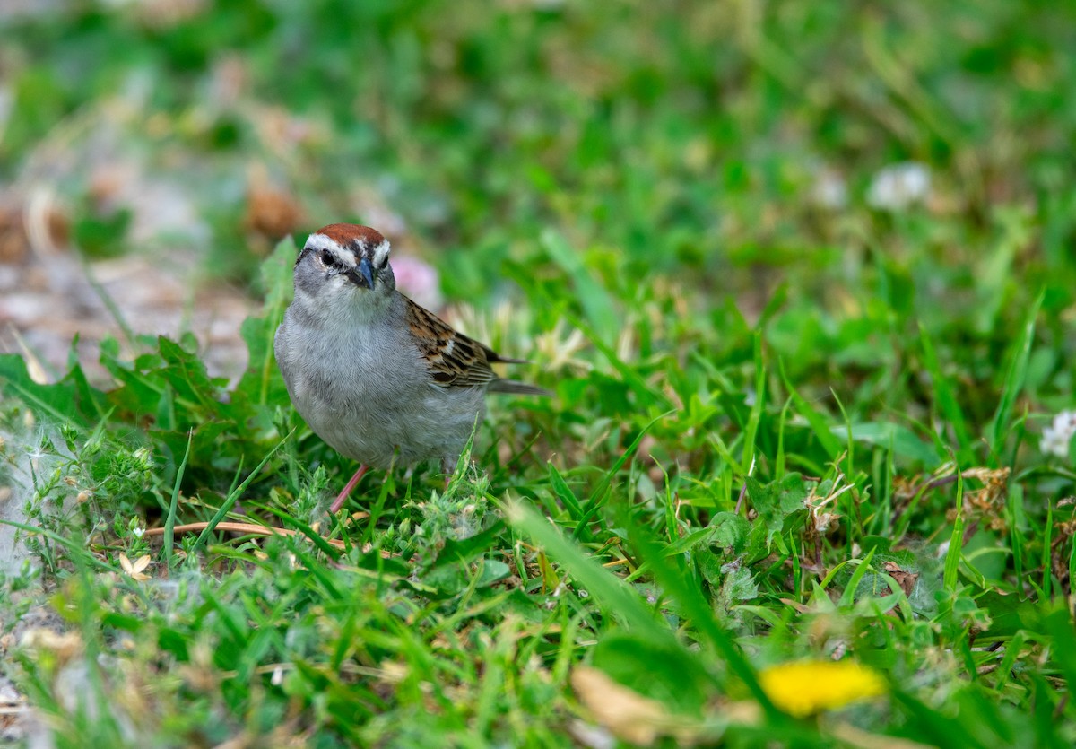 Chipping Sparrow - Nick Varvel