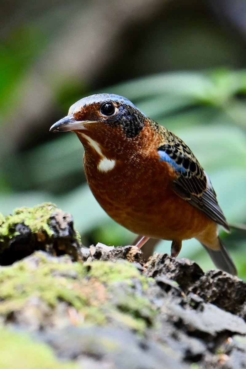 White-throated Rock-Thrush - ML619840277