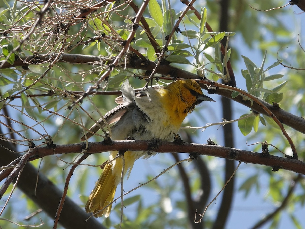 Bullock's Oriole - ML619840283