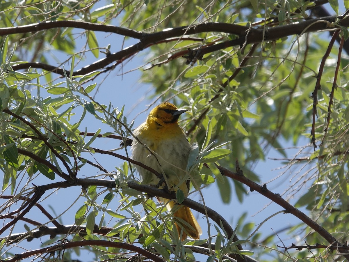 Bullock's Oriole - ML619840284