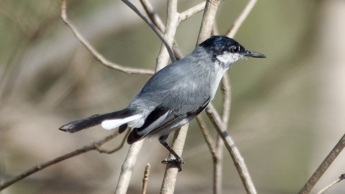 White-lored Gnatcatcher - ML619840287