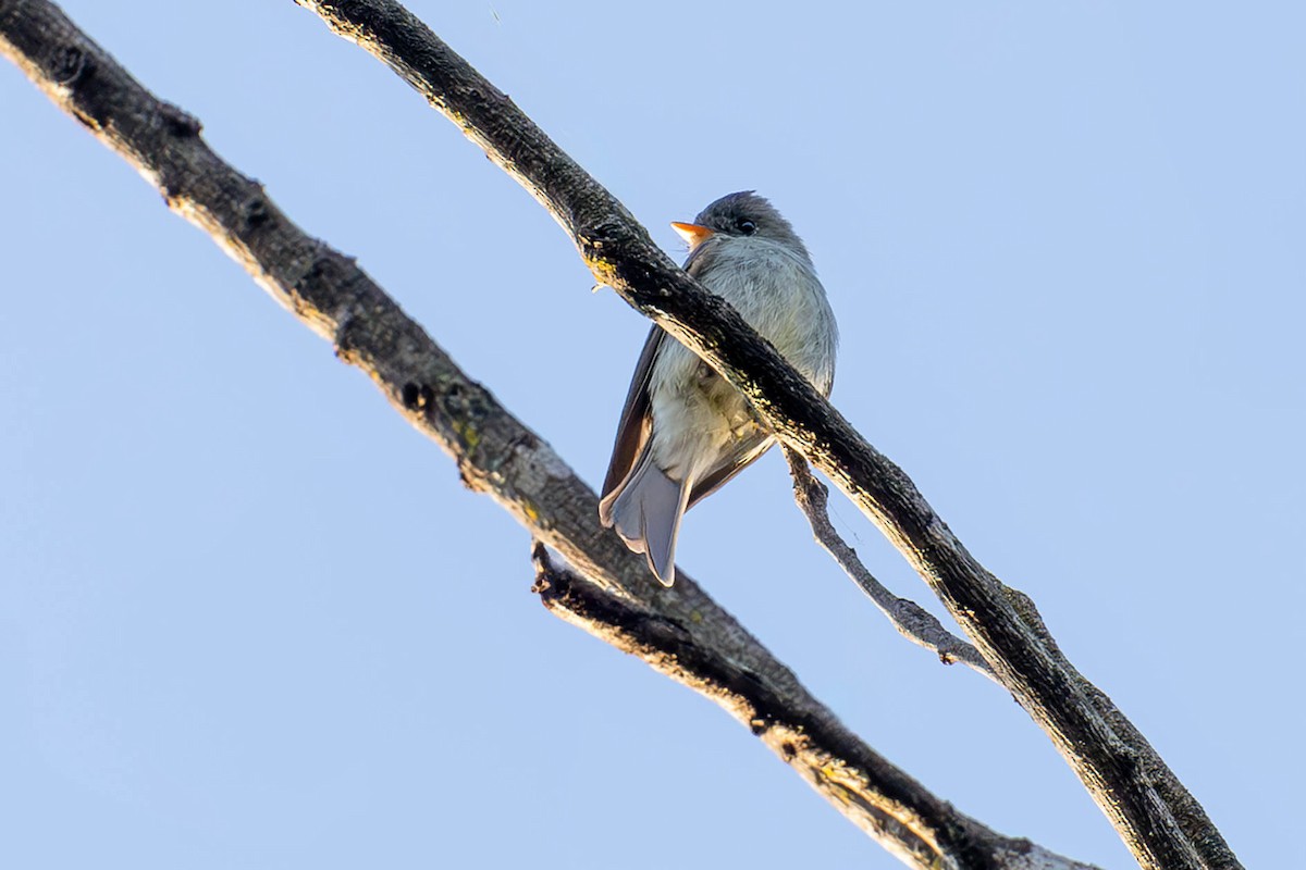 Southern Tropical Pewee - ML619840288