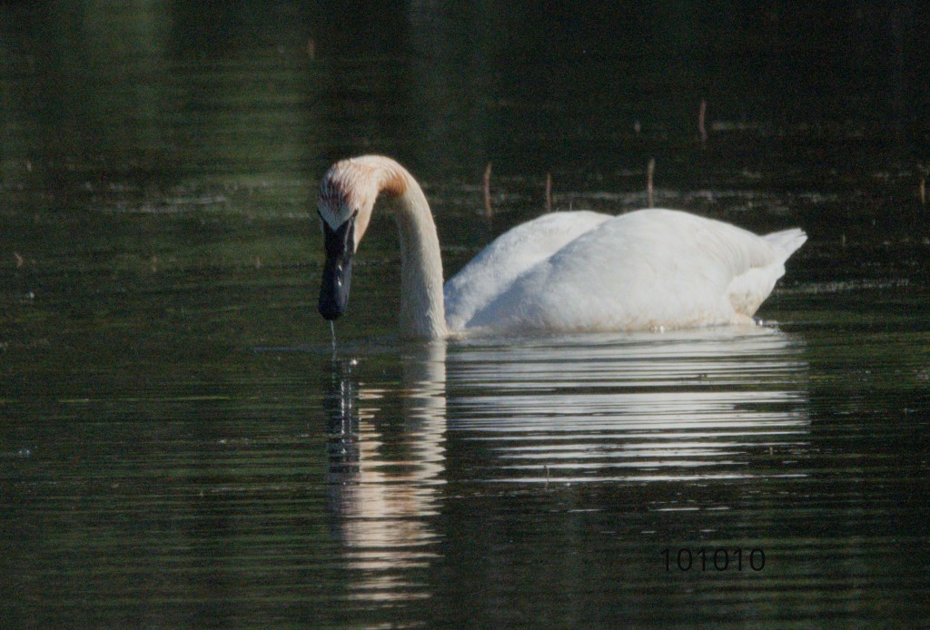 Cisne Trompetero - ML619840323